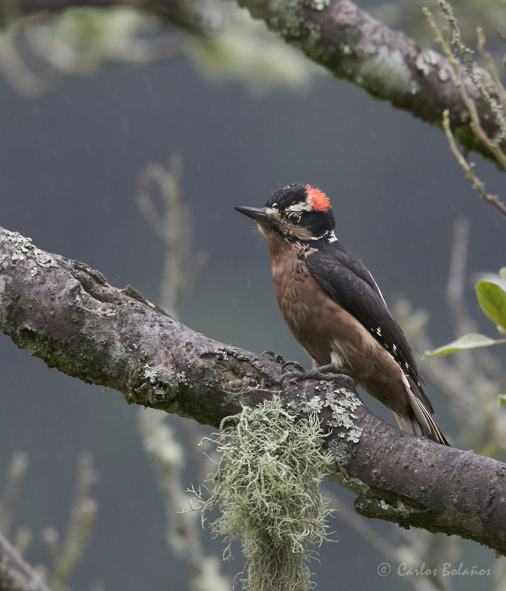 Hairy Woodpecker - Carlos  Bolaños