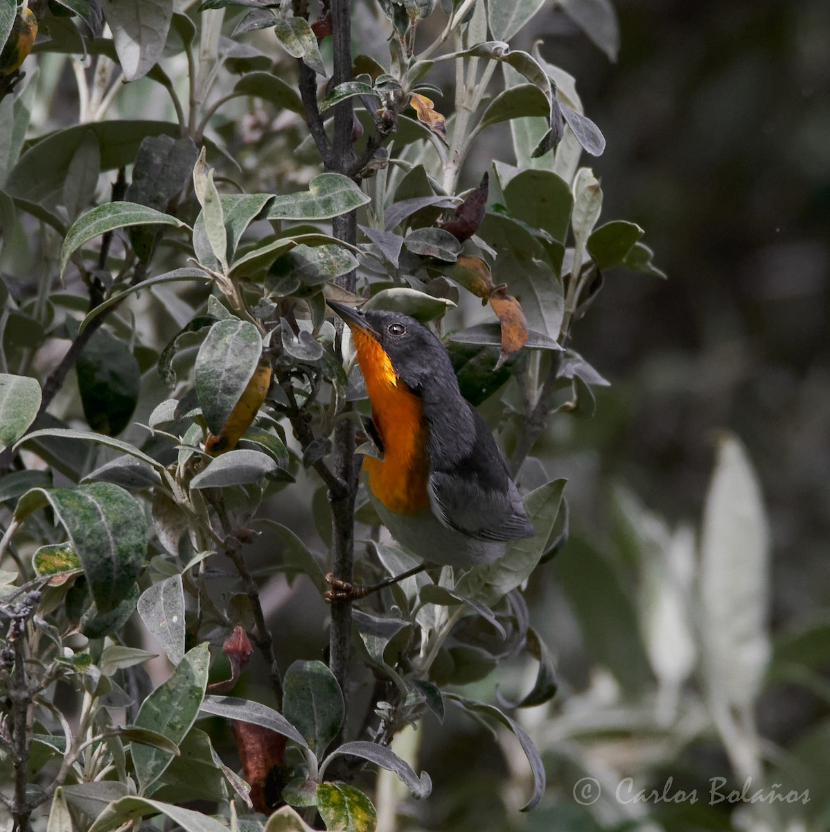 Flame-throated Warbler - Carlos  Bolaños