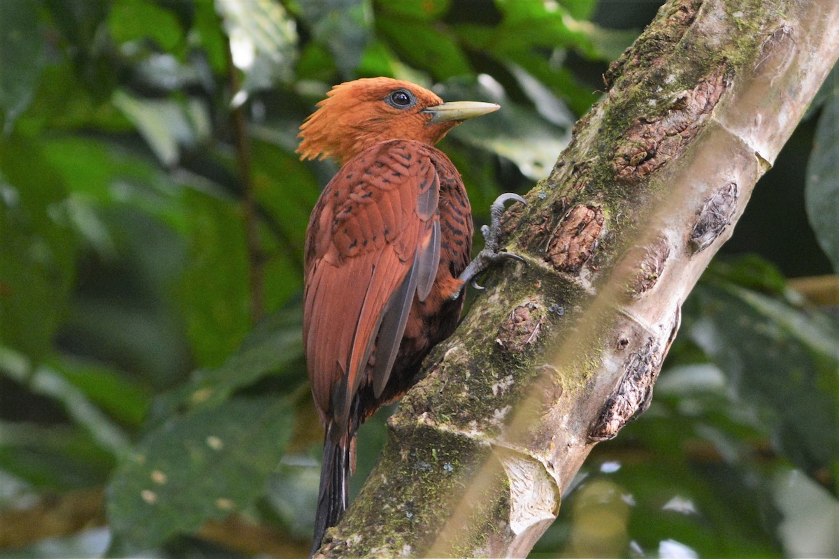 Chestnut-colored Woodpecker - ML27226791
