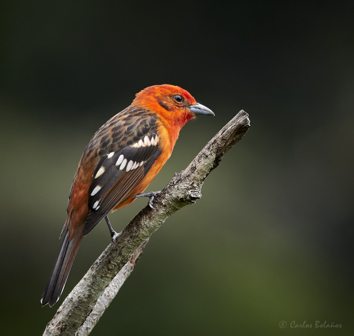 Flame-colored Tanager - ML272267971