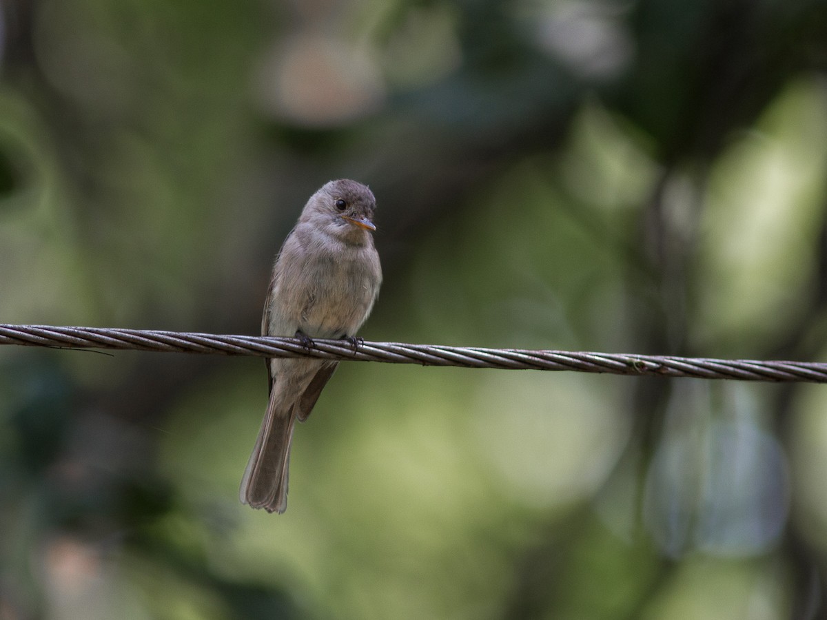 Southern Tropical Pewee - ML272268471