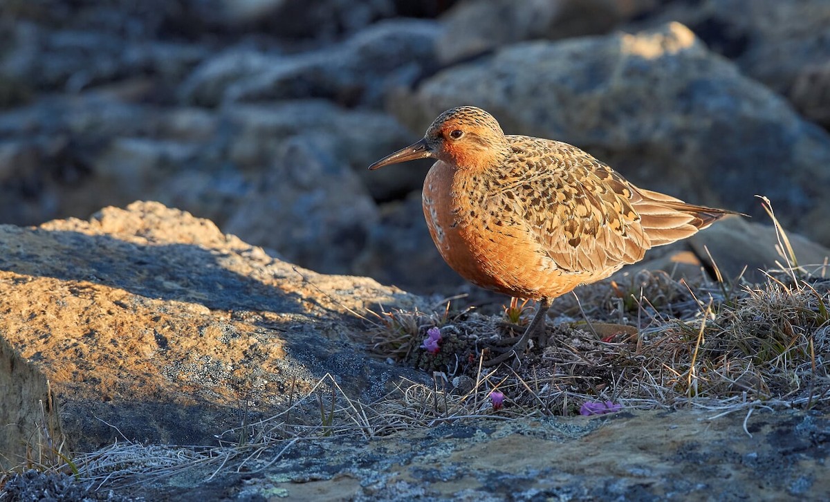 Red Knot - ML272270151