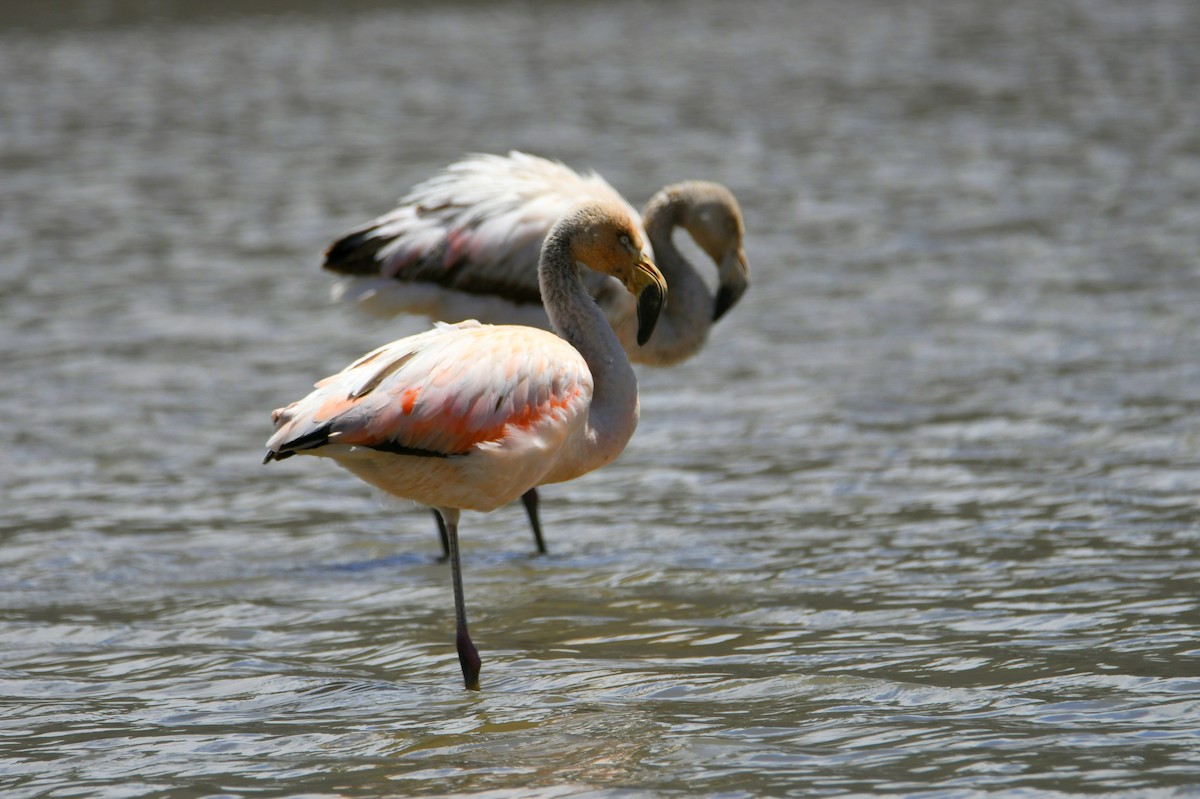 Chilean Flamingo - Jaime Valenzuela Trujillo