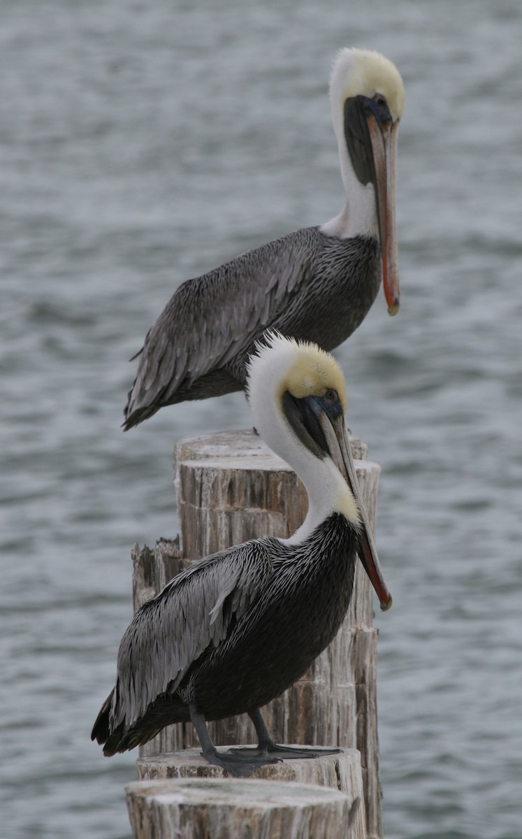Brown Pelican - Cole Wolf