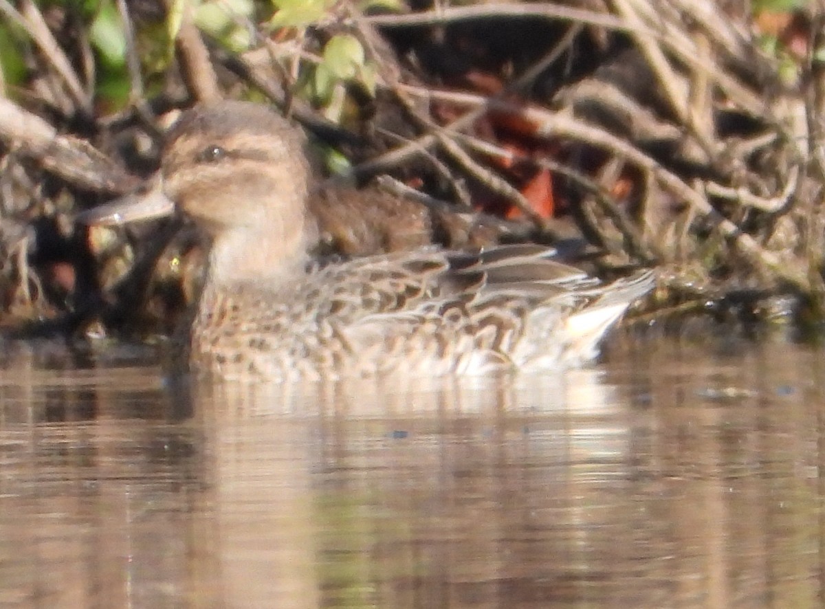 Green-winged Teal - ML272283011