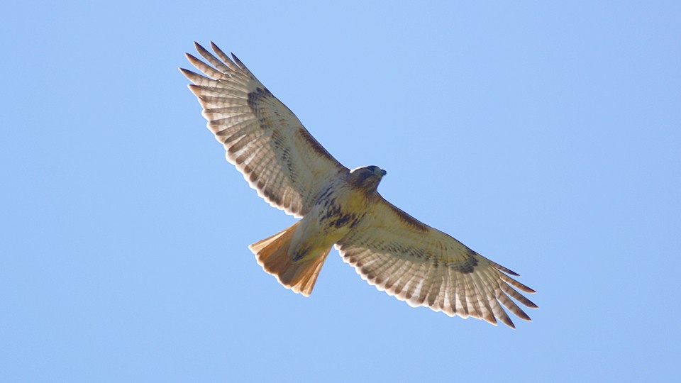 Red-tailed Hawk - Chad Hutchinson