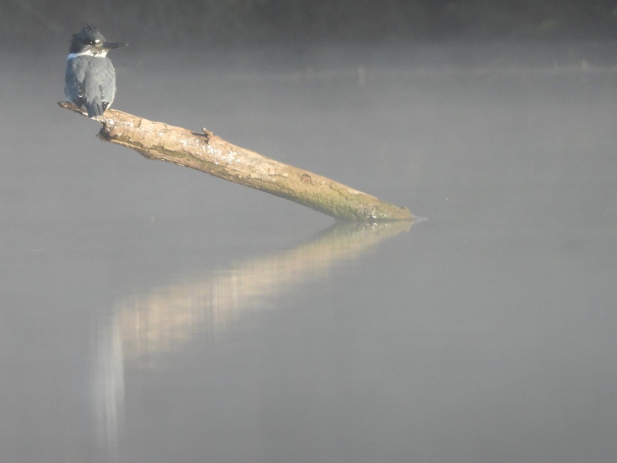 Belted Kingfisher - ML272285121