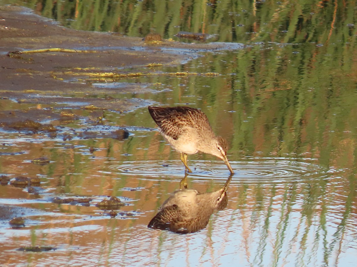 Long-billed Dowitcher - ML272287161