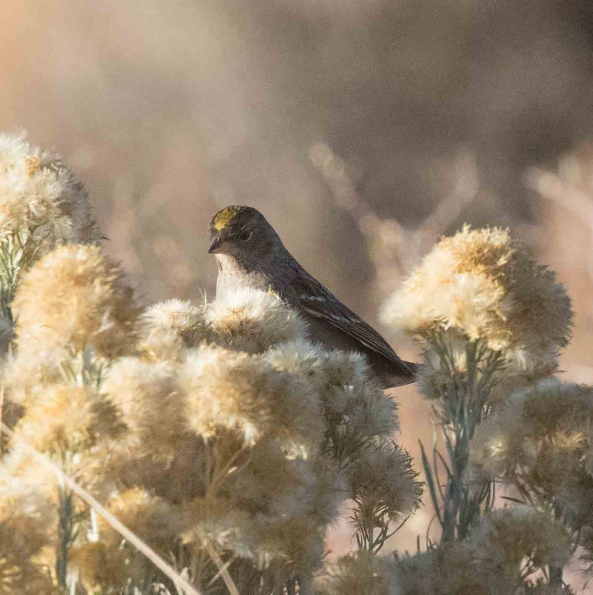 Golden-crowned Sparrow - stevan brad