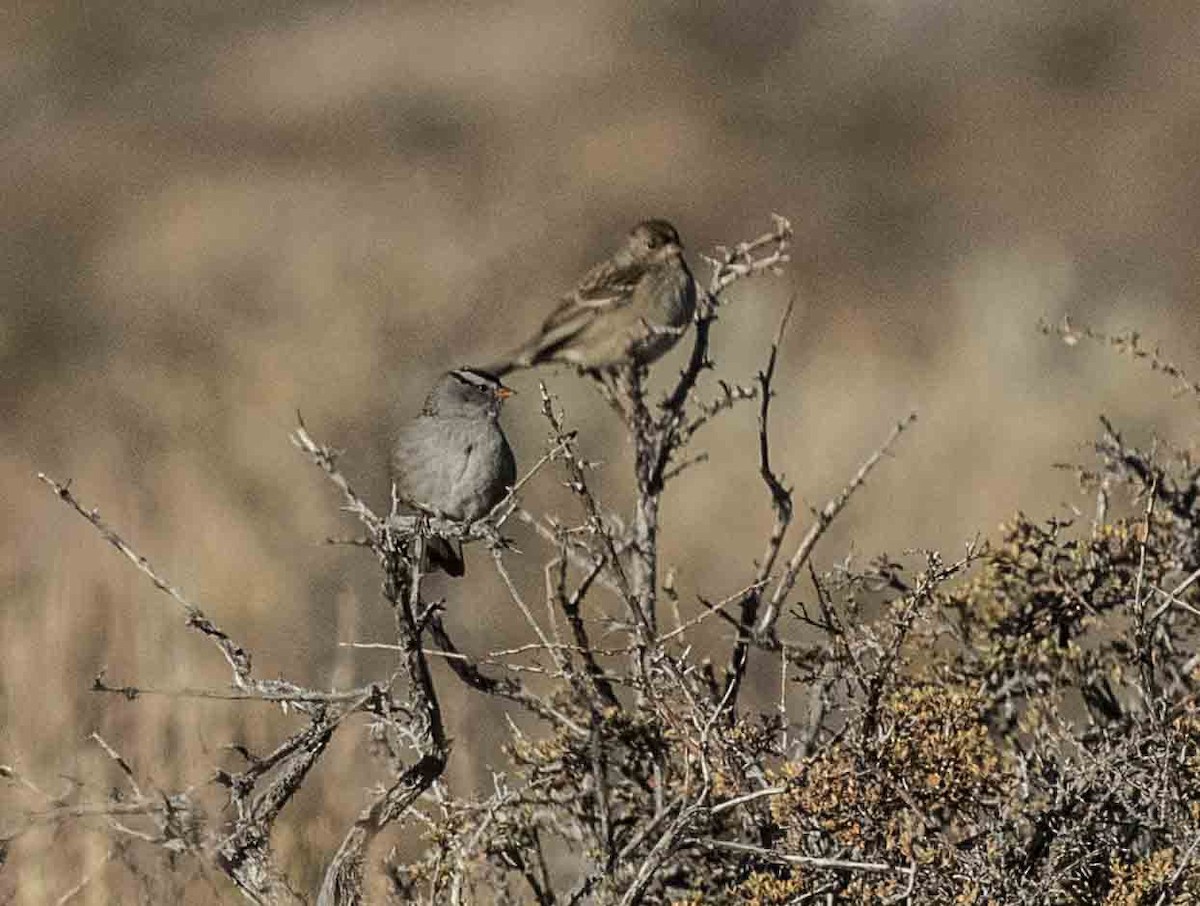 Golden-crowned Sparrow - ML272288171