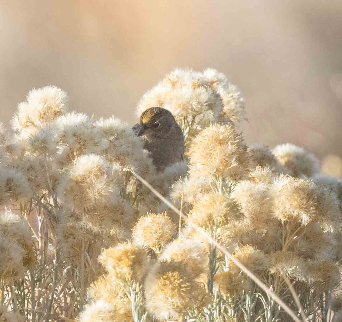 Golden-crowned Sparrow - ML272288191