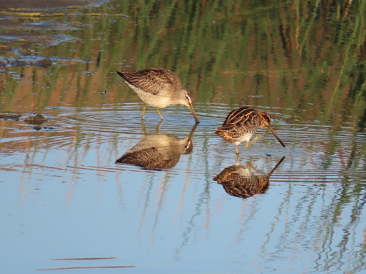 Long-billed Dowitcher - ML272288981