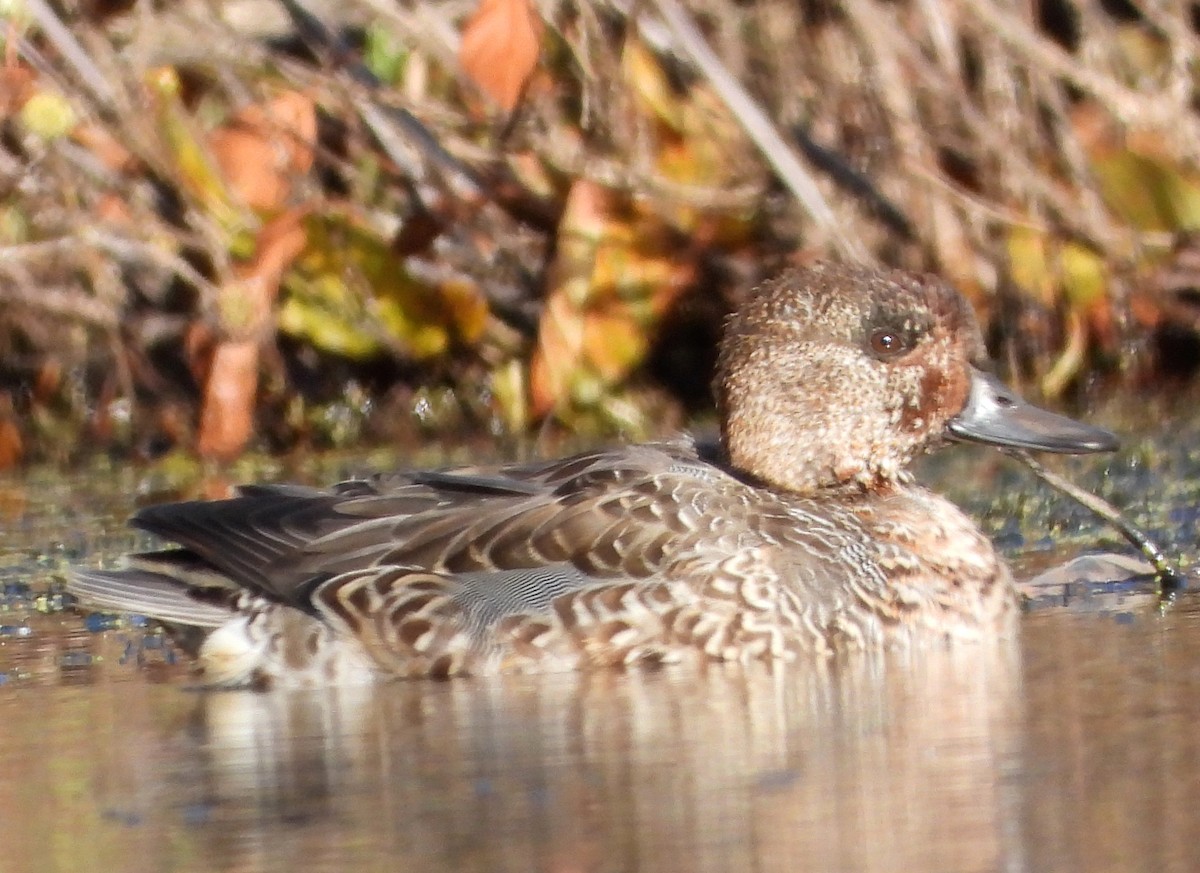 Green-winged Teal - ML272289181