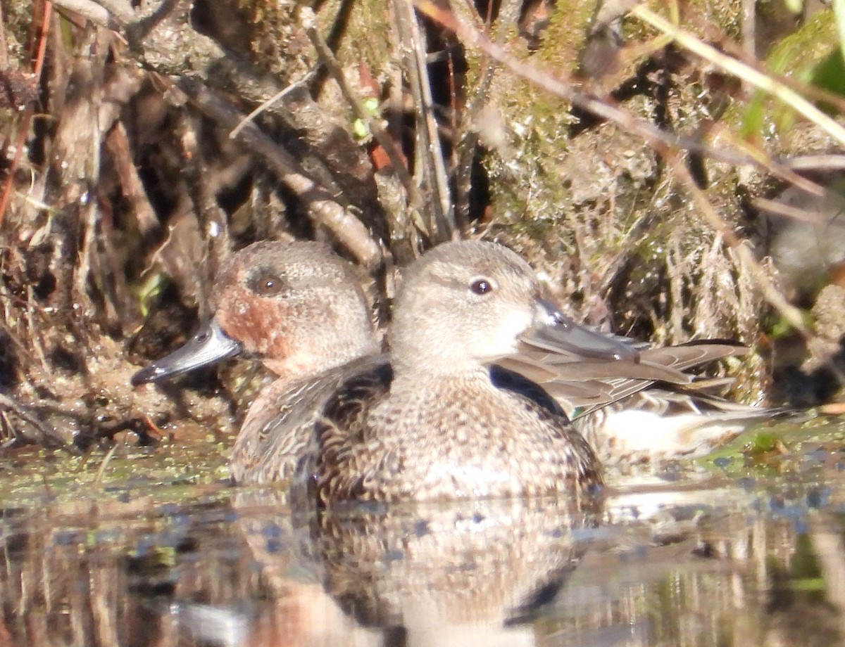Green-winged Teal - ML272289401