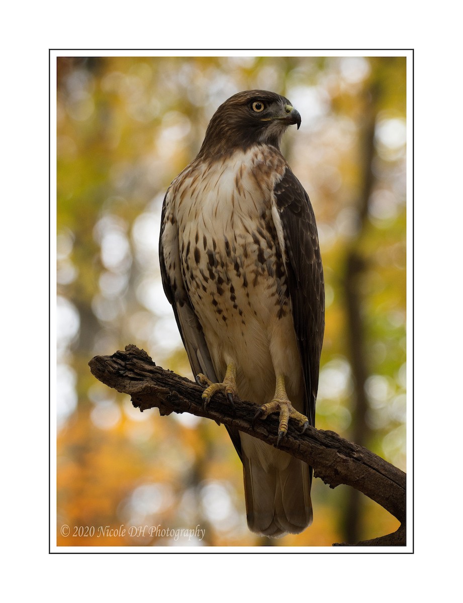 Red-tailed Hawk - ML272291571