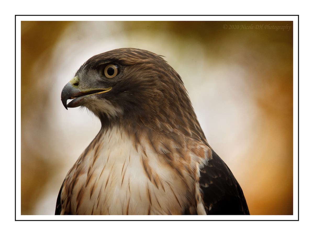 Red-tailed Hawk - ML272291631