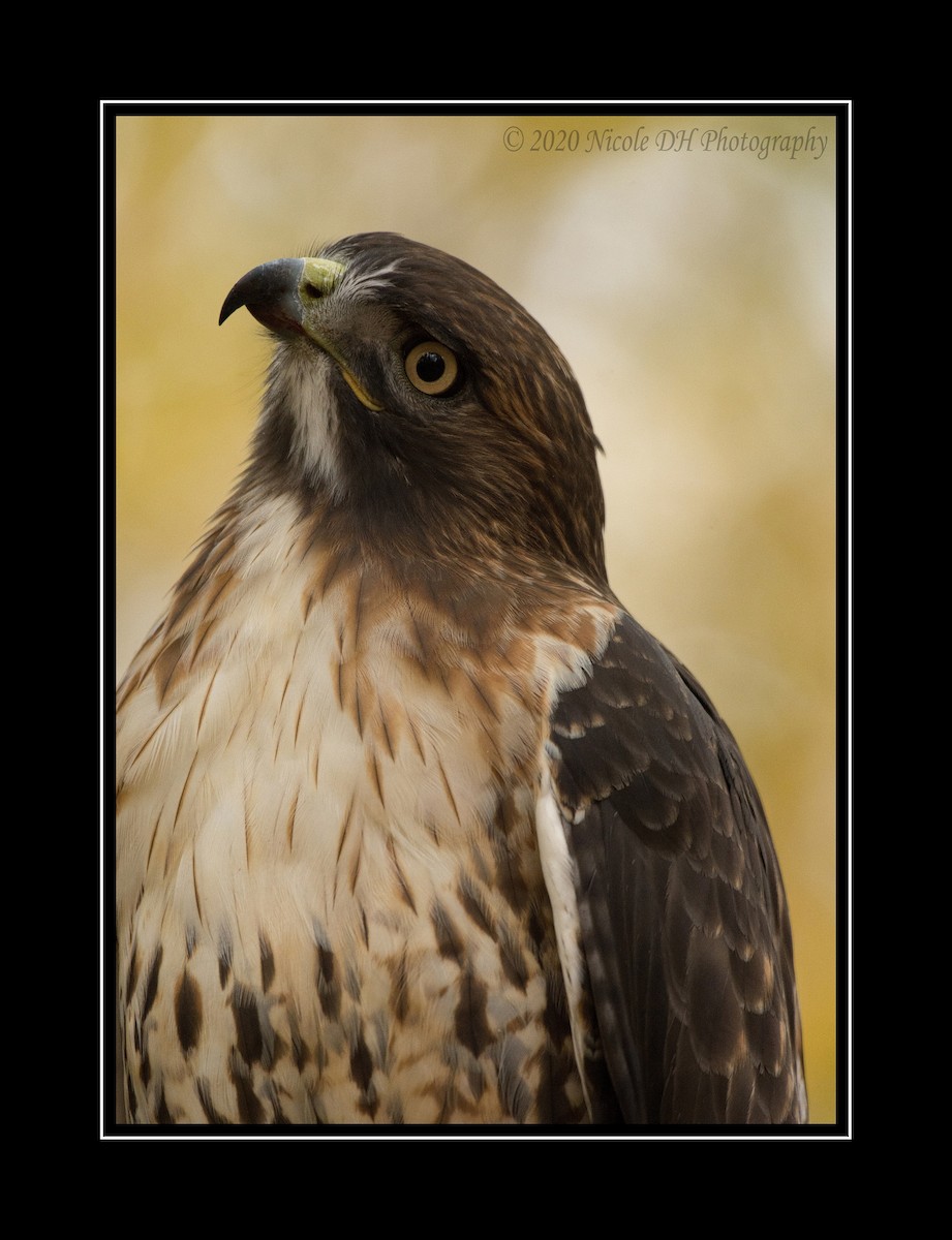 Red-tailed Hawk - ML272291651