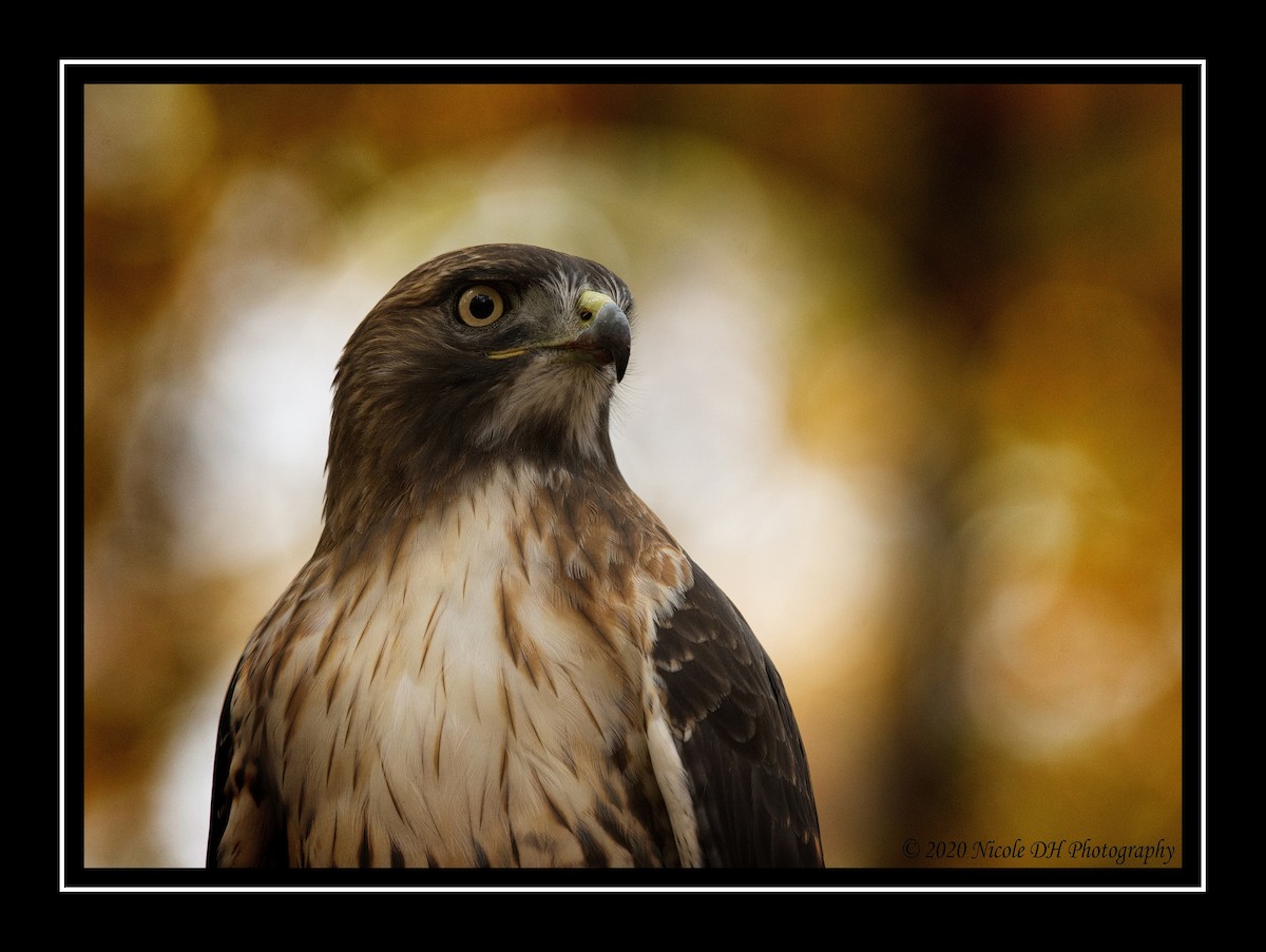 Red-tailed Hawk - ML272291661