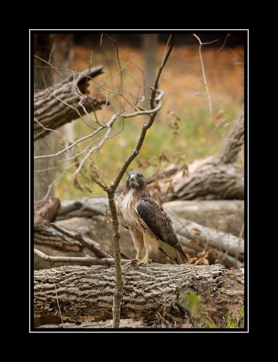 Red-tailed Hawk - ML272291671