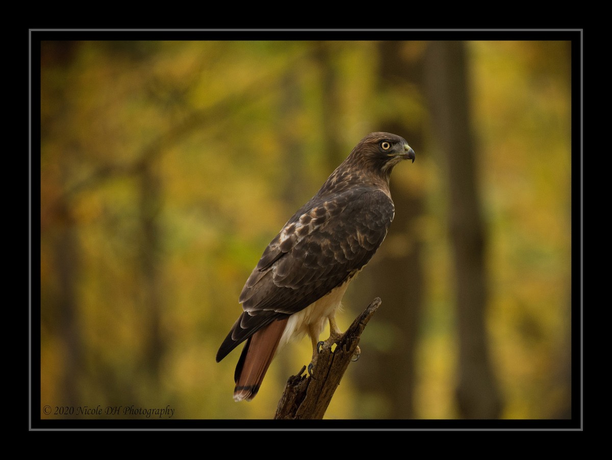 Red-tailed Hawk - ML272291811