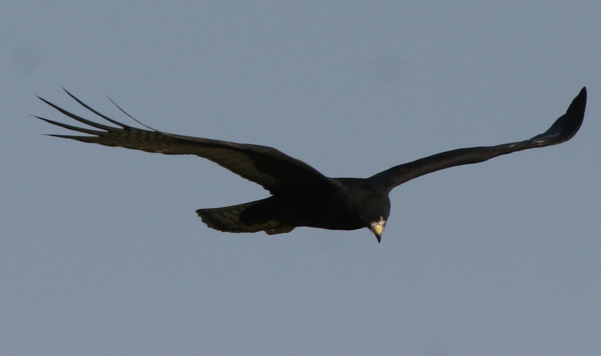Zone-tailed Hawk - ML272292891