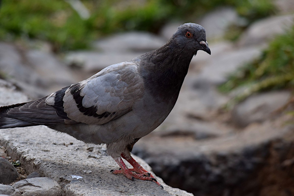 Rock Pigeon (Feral Pigeon) - ML272297971