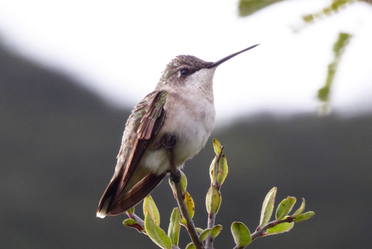Ruby-throated Hummingbird - Mary Jane Gagnier