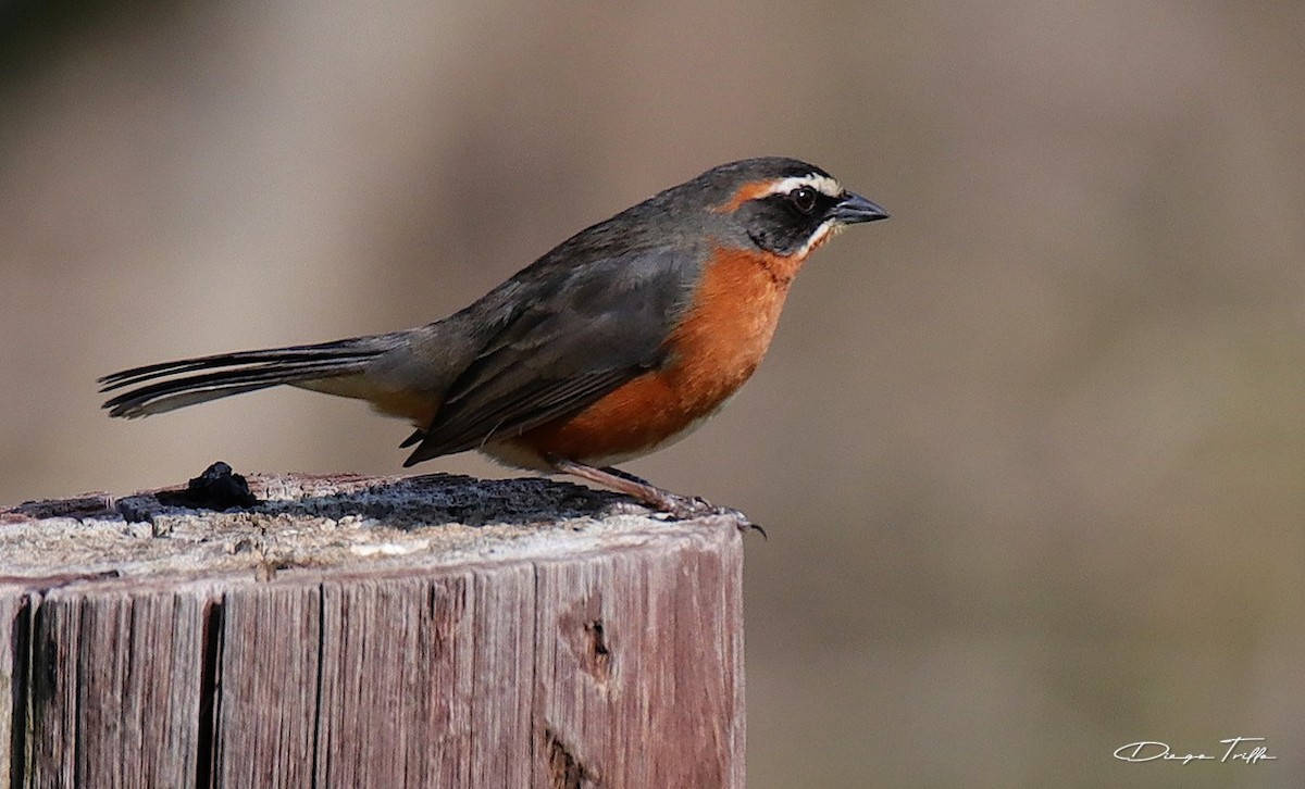 Black-and-rufous Warbling Finch - ML272299841