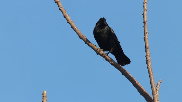 Chopi Blackbird - ML272301131
