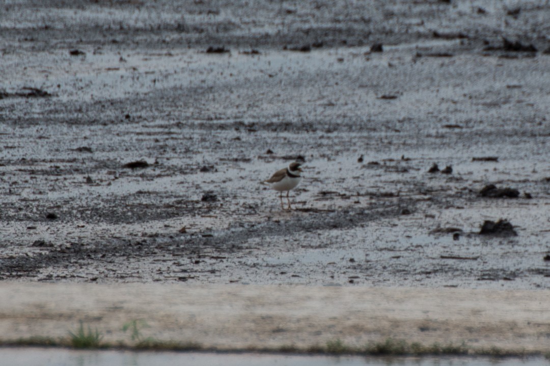 Semipalmated Plover - ML27230451