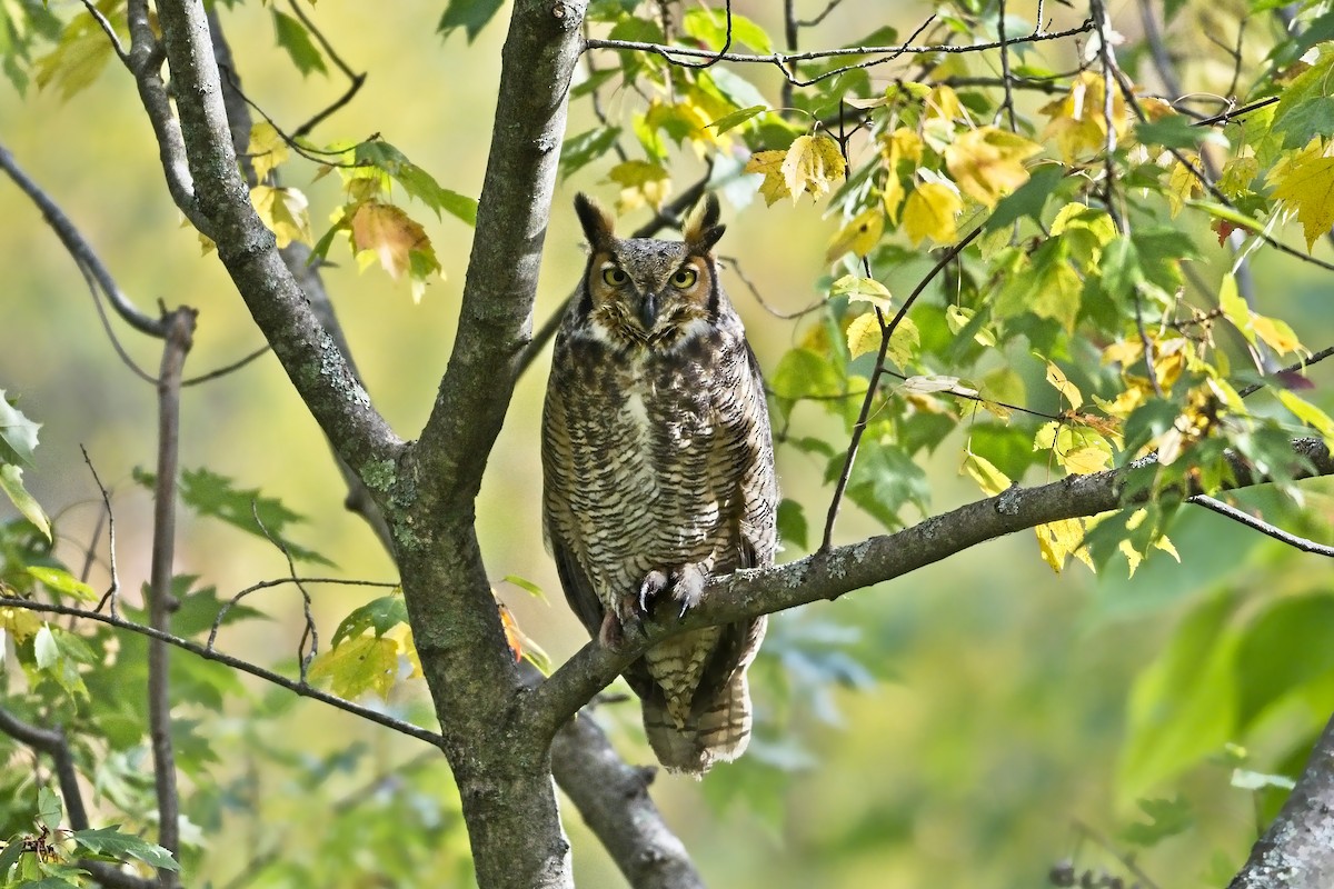 Great Horned Owl - Cody Matheson