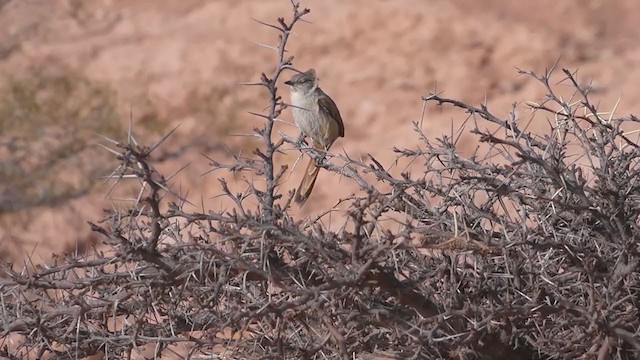  - Steinbach's Canastero