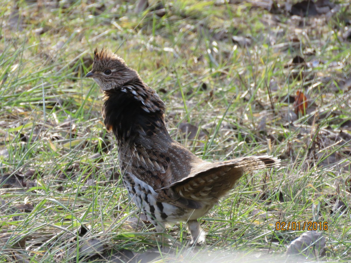 Ruffed Grouse - Michelle Parry