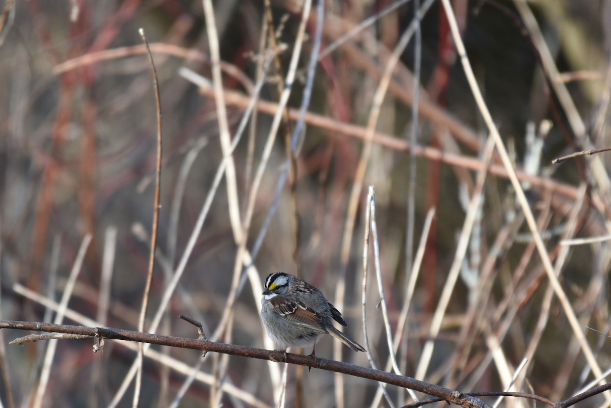 White-throated Sparrow - Zoe Finney