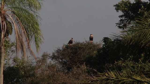 Crested Caracara (Southern) - ML272311211