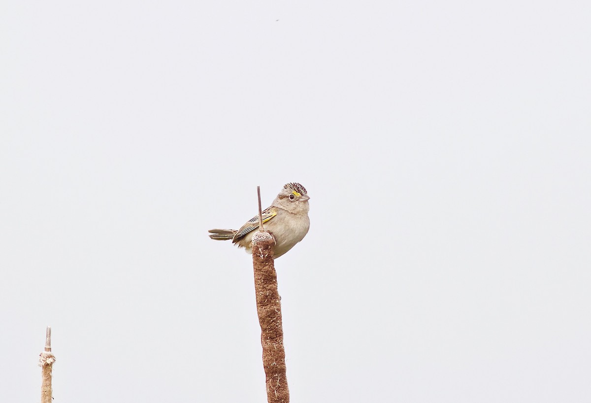 Grassland Sparrow - ML272320971