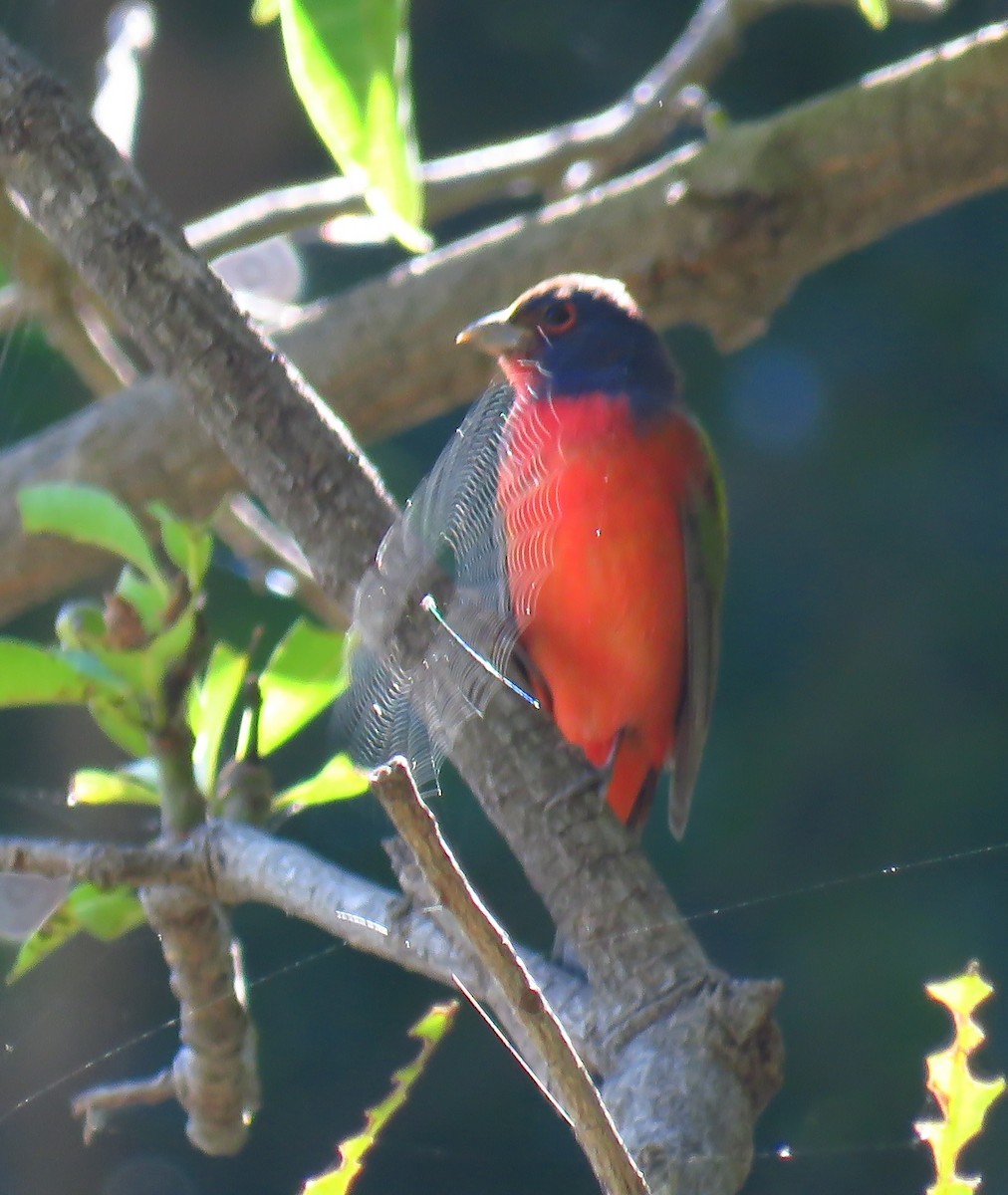 Painted Bunting - ML272321661