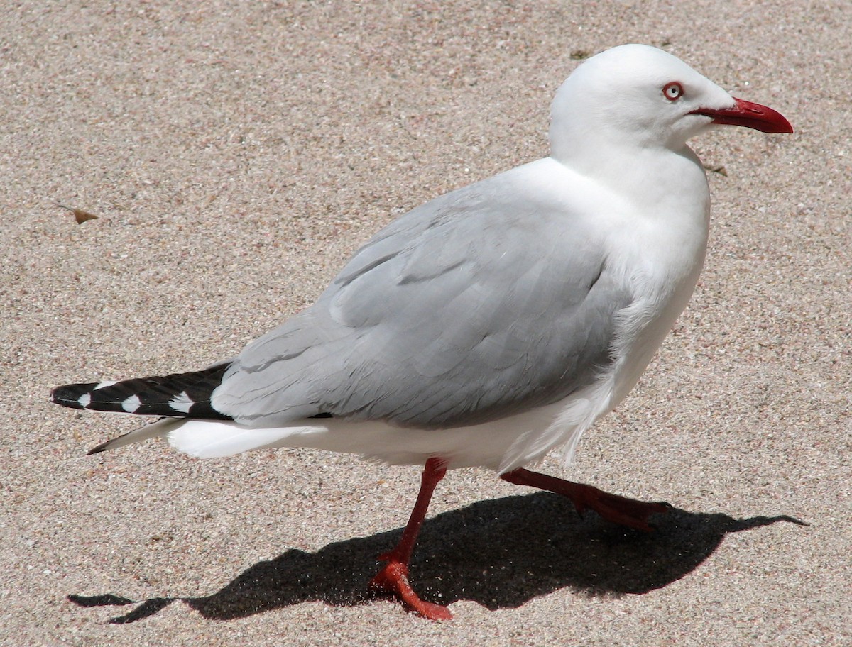 Silver Gull (Red-billed) - ML27232221