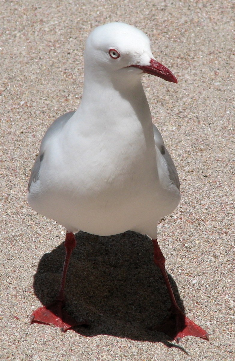 Silver Gull (Red-billed) - ML27232231