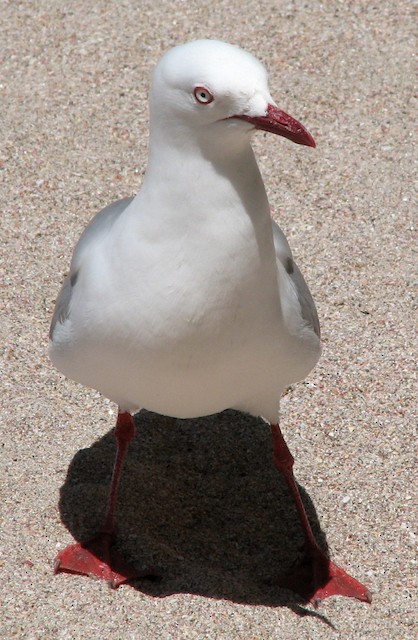 Silver Gull (Red-billed)