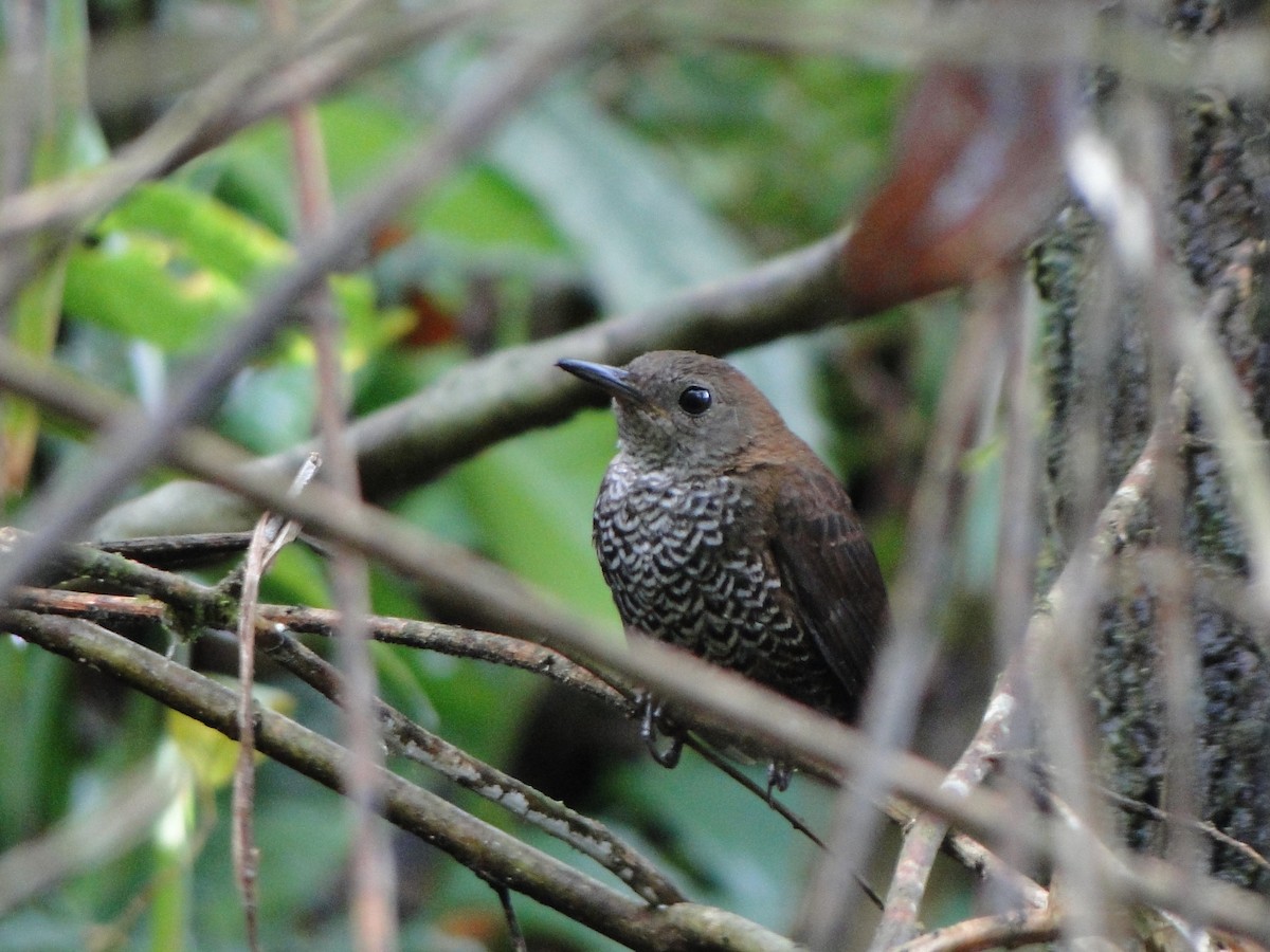 Scaly-breasted Wren - ML272323981