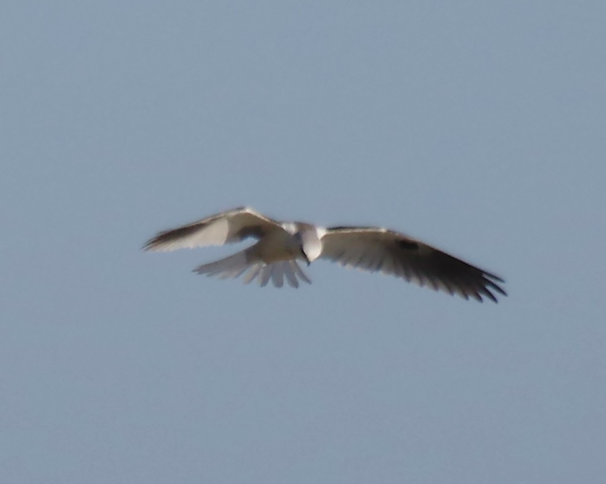 White-tailed Kite - Bruce Reid