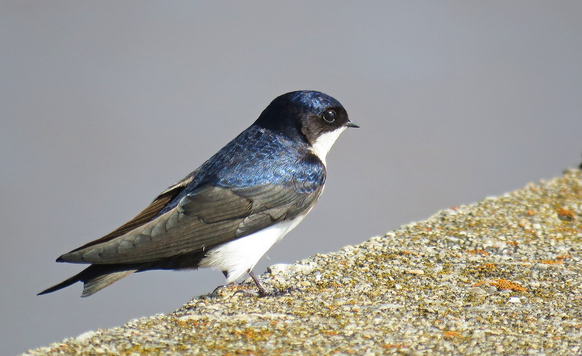 Blue-and-white Swallow - Adrian Antunez