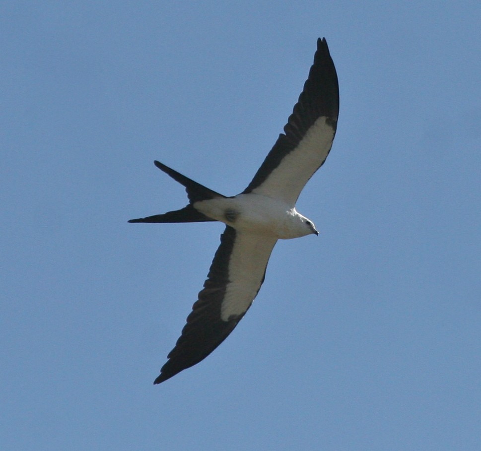 Swallow-tailed Kite - Cole Wolf
