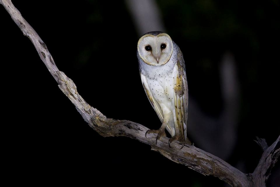 Barn Owl - Laurie Ross | Tracks Birding & Photography Tours