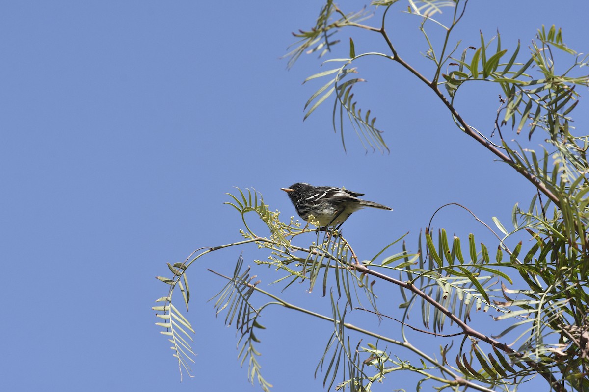 Pied-crested Tit-Tyrant - ML272331461