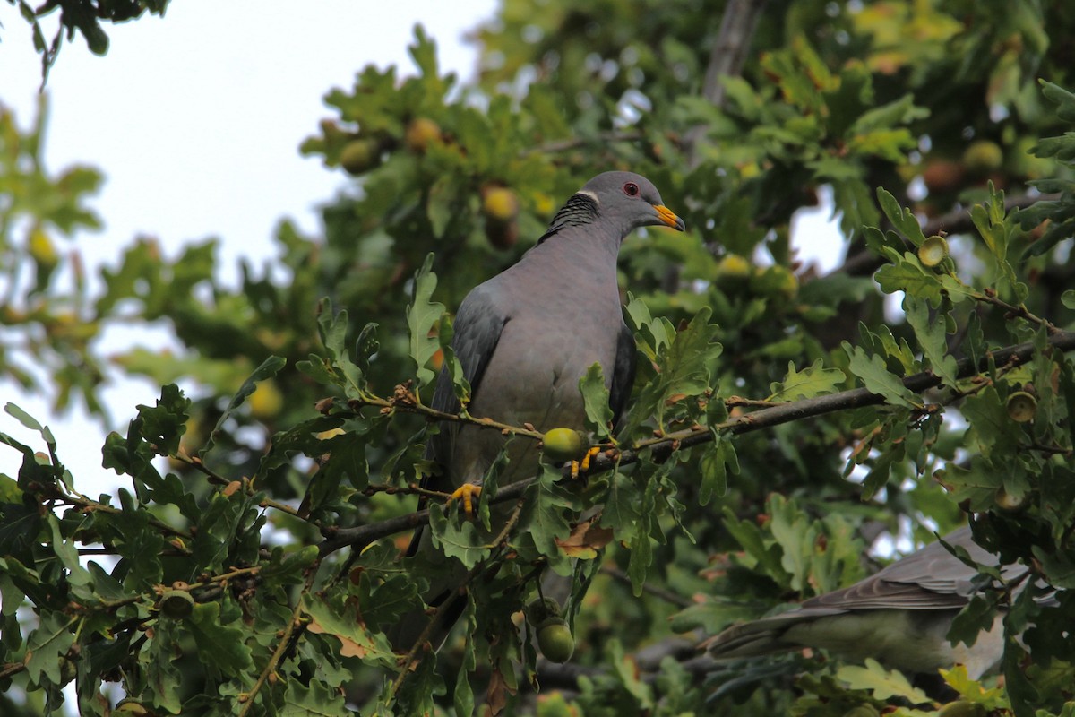 Band-tailed Pigeon - ML272338461
