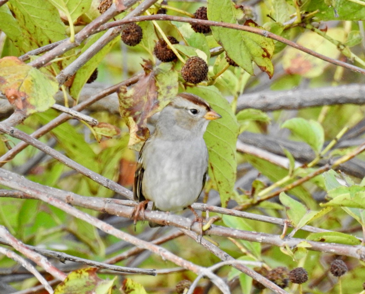 White-crowned Sparrow - ML272339451