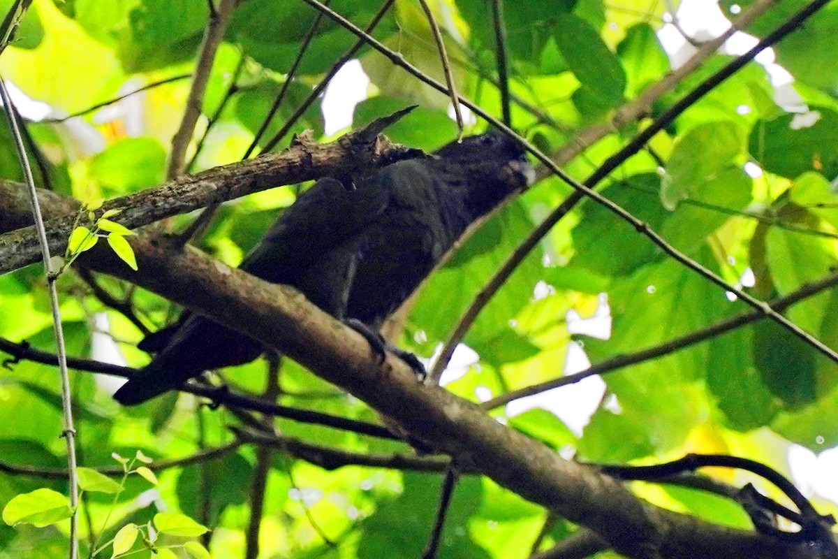 Scaly-headed Parrot - Patrícia Hanate