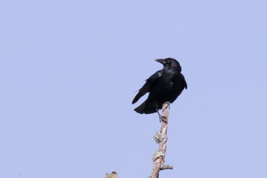 Common Raven - Francisco Barroqueiro